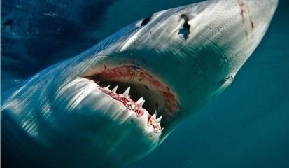 成年的大白鲨重量一般多少斤,大白鲨的天敌是什么?