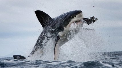 成年的大白鲨重量一般多少斤,大白鲨的天敌是什么?