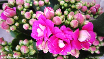 海棠花与其他花的详细区别,海棠花有什么寓意和象征