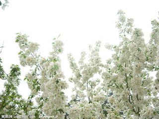 海棠花与其他花的详细区别,海棠花有什么寓意和象征