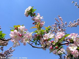 海棠花与其他花的详细区别,海棠花有什么寓意和象征