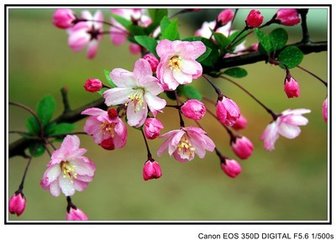 海棠花与其他花的详细区别,海棠花有什么寓意和象征