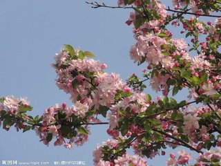 海棠花与其他花的详细区别,海棠花有什么寓意和象征