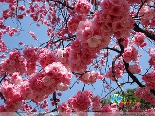 海棠花与其他花的详细区别,海棠花有什么寓意和象征