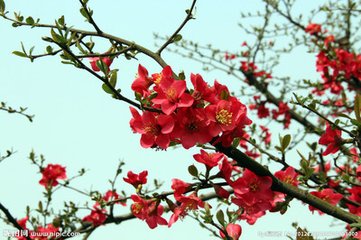 海棠花与其他花的详细区别,海棠花有什么寓意和象征