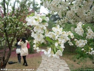 海棠花与其他花的详细区别,海棠花有什么寓意和象征