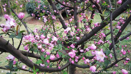 海棠花与其他花的详细区别,海棠花有什么寓意和象征