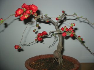 海棠花与其他花的详细区别,海棠花有什么寓意和象征