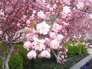 海棠花与其他花的详细区别,海棠花有什么寓意和象征