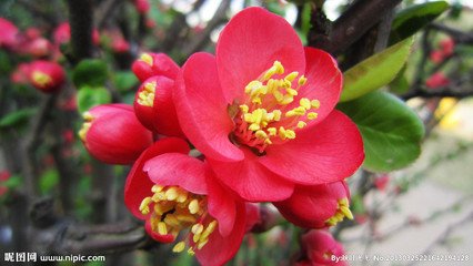 海棠花与其他花的详细区别,海棠花有什么寓意和象征