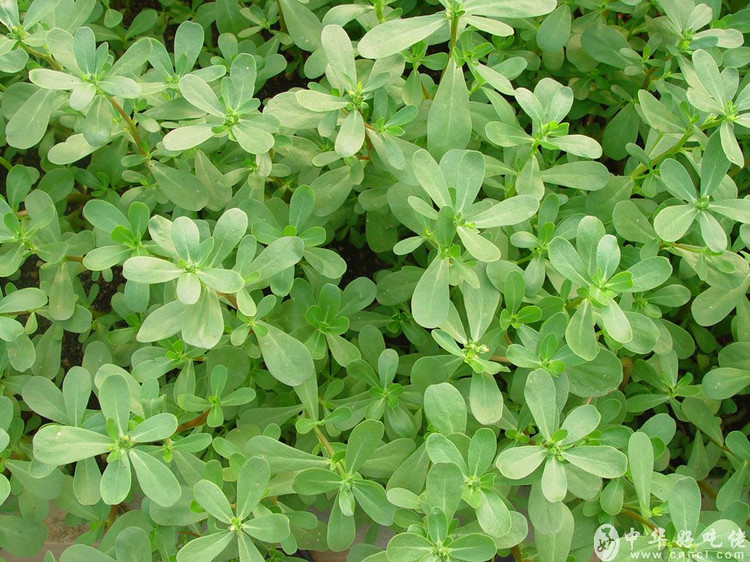 春天的常见野菜有哪些，野菜有哪些功效与作用