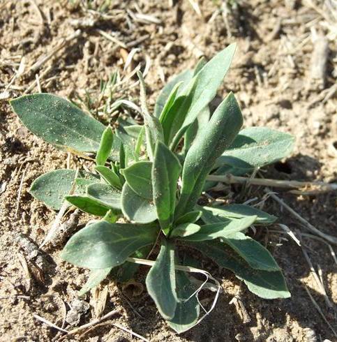 春天的常见野菜有哪些，野菜有哪些功效与作用