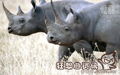 疯狂野牛踢死狮子视频,野牛的生活习性是怎样的