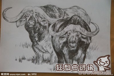 疯狂野牛踢死狮子视频,野牛的生活习性是怎样的