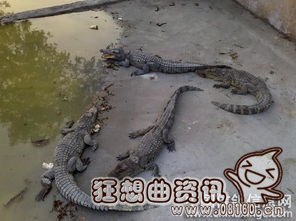 物世界实拍鳄鱼大战狮子视频，谁是鳄鱼的天敌