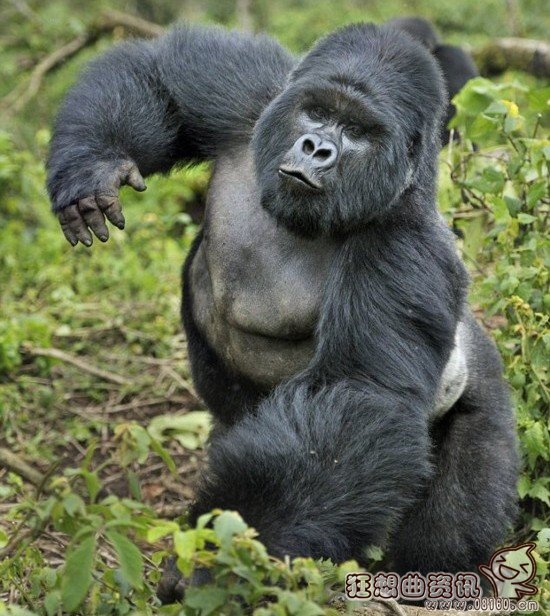 大猩猩和花豹pk的视频,揭秘大猩猩的寿命有多长