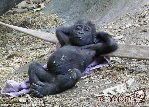 大猩猩和花豹pk的视频,揭秘大猩猩的寿命有多长