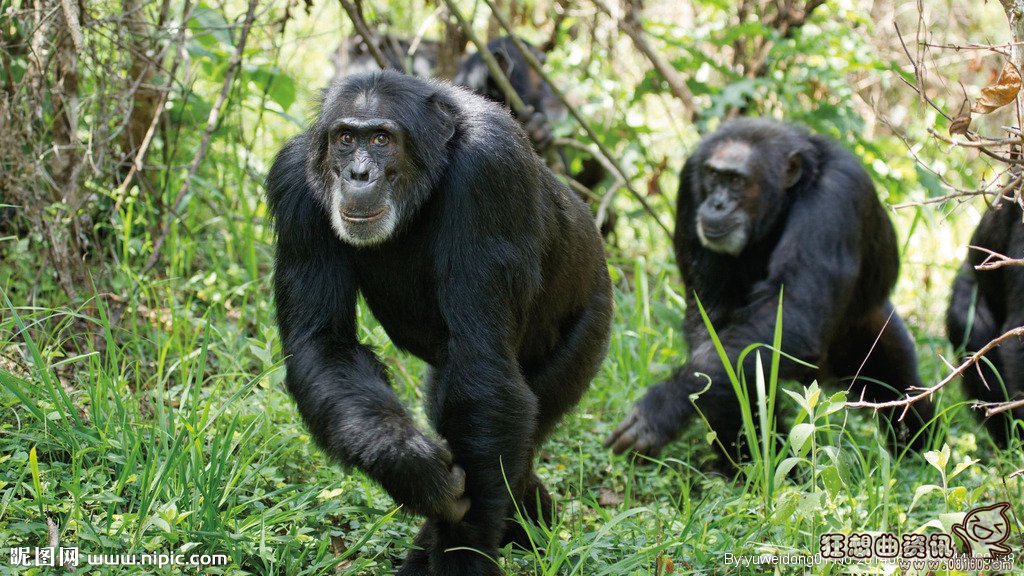 大猩猩和花豹pk的视频,揭秘大猩猩的寿命有多长