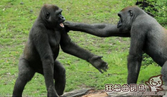 大猩猩和花豹pk的视频,揭秘大猩猩的寿命有多长