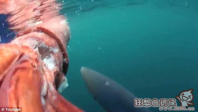 巨型鱿鱼尸体被大鲨鱼吞噬图片,鲨鱼是不是属于鱼类