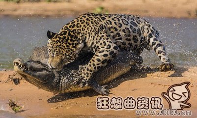 美洲豹当场咬死鳄鱼视频,美洲豹和老虎谁更厉害