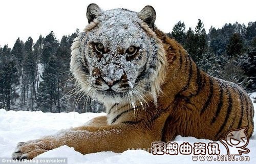 美洲豹当场咬死鳄鱼视频,美洲豹和老虎谁更厉害