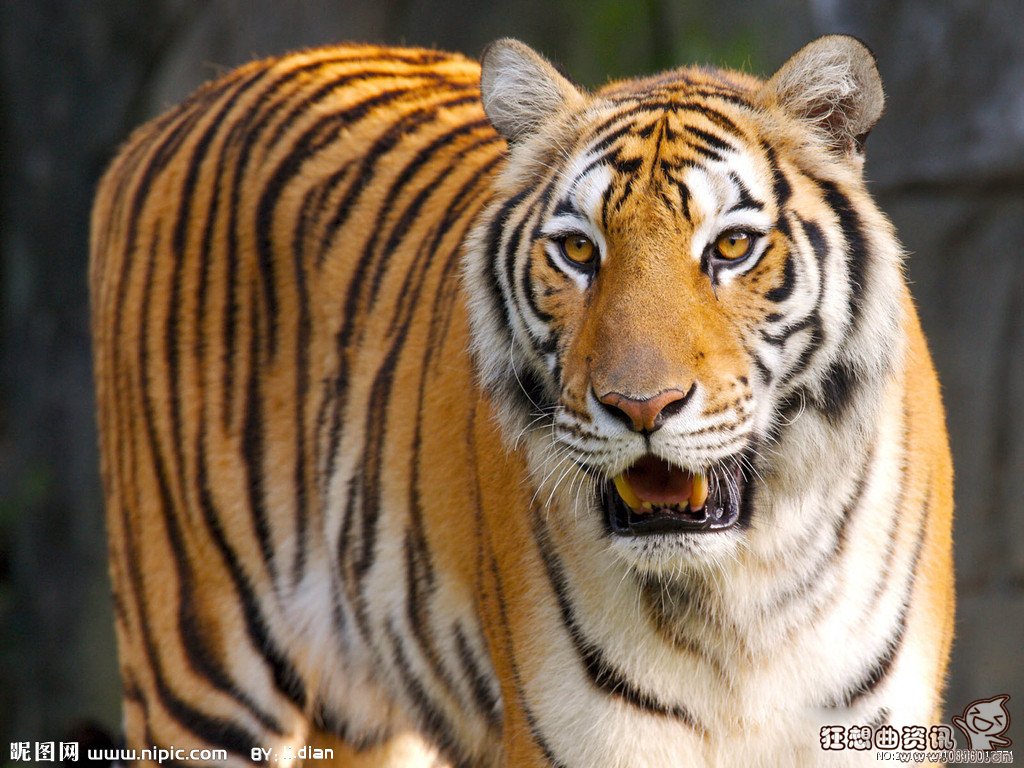 美洲豹当场咬死鳄鱼视频,美洲豹和老虎谁更厉害