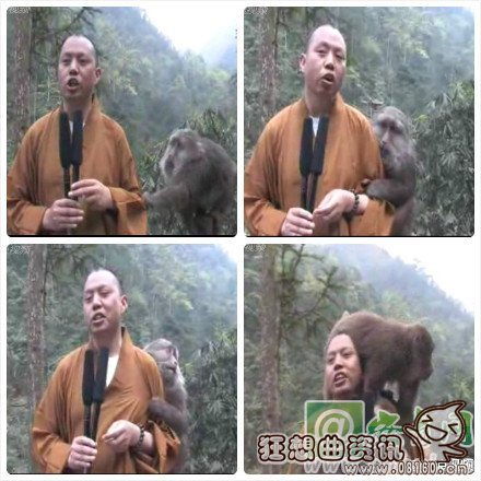 峨眉山上的猴子会耍流氓,关于峨眉山看猴子的注意事项