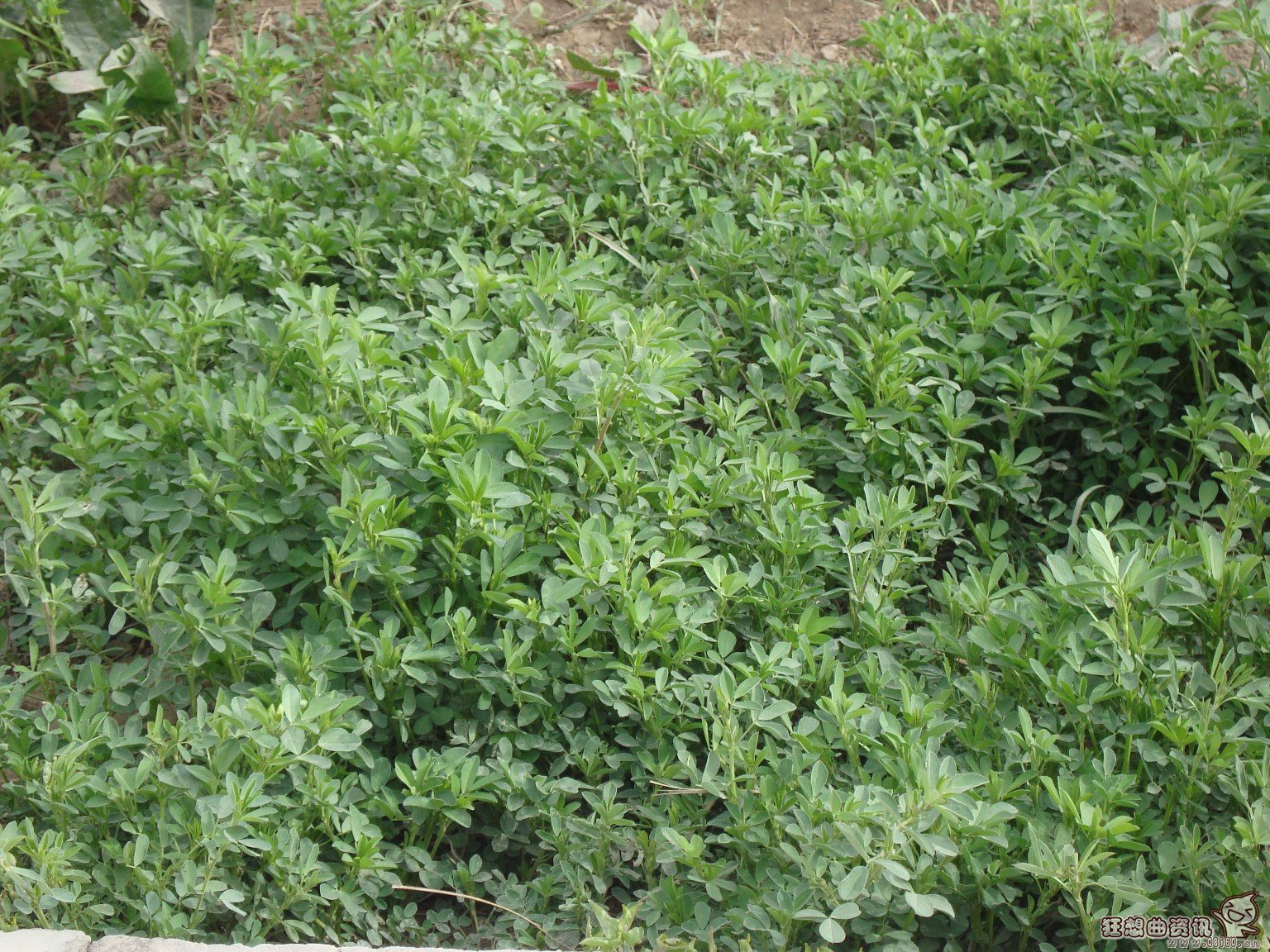 医生都抢着吃的十种野菜名单,关于吃野菜的注意事项