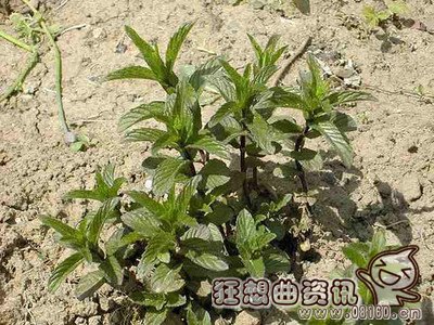 医生都抢着吃的十种野菜名单,关于吃野菜的注意事项