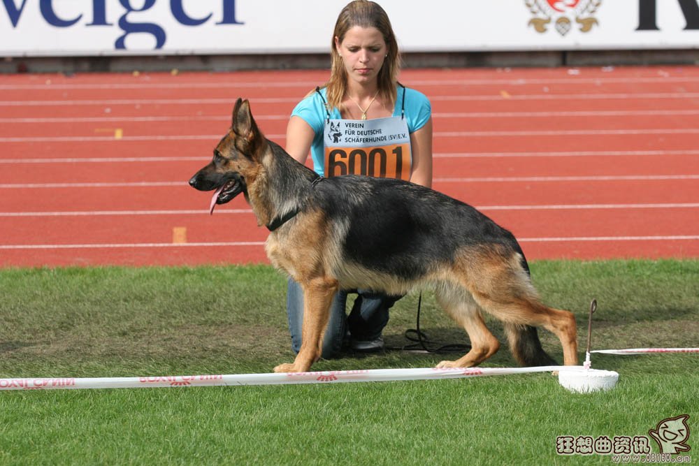 跑得最快的狗狗前十名,跑的最快的狗速度有多快