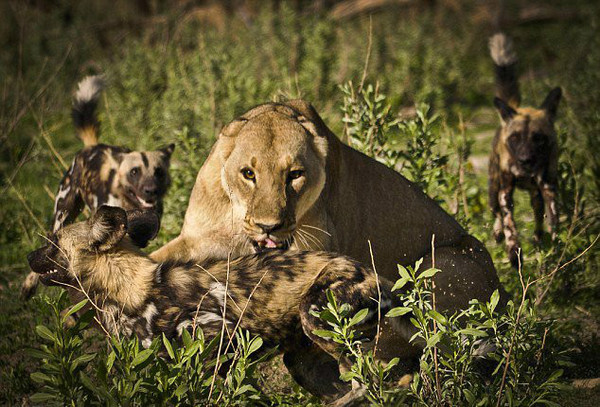 动物厮杀的惨烈真实场面,母狮与野狗厮杀