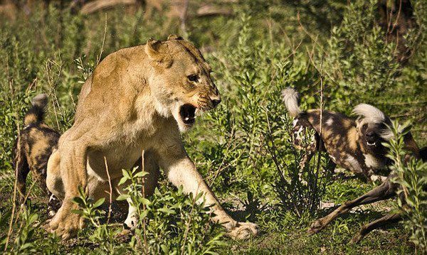 动物厮杀的惨烈真实场面,母狮与野狗厮杀