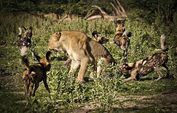 动物厮杀的惨烈真实场面,母狮与野狗厮杀