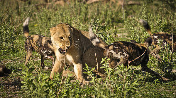 动物厮杀的惨烈真实场面,母狮与野狗厮杀