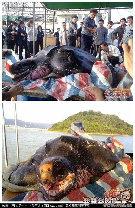 渔民捕获一只大水怪,原来是一只大海龟!