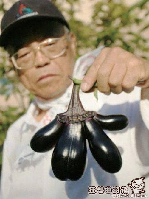 日本福岛惊现大量僵尸植物,核辐射下变异的巨鼠能吃人!