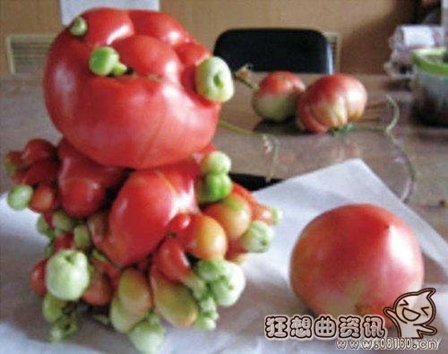 日本福岛惊现大量僵尸植物,核辐射下变异的巨鼠能吃人!