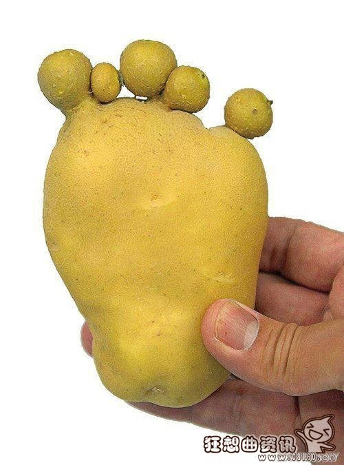 日本福岛惊现大量僵尸植物,核辐射下变异的巨鼠能吃人!