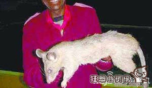 日本福岛惊现大量僵尸植物,核辐射下变异的巨鼠能吃人!