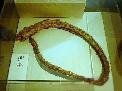 世界真的有龙这种生物吗?现实中龙真的存在吗?