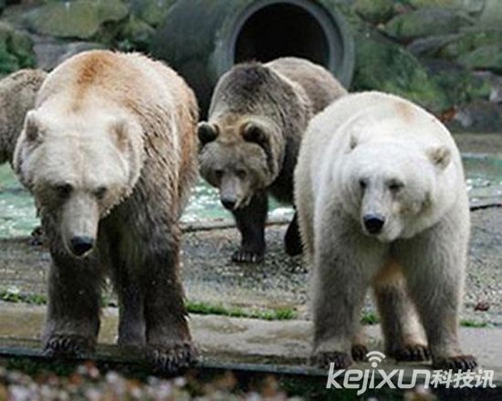 多条狗被不明生物咬死，盘点自然界十大杂交猛兽！