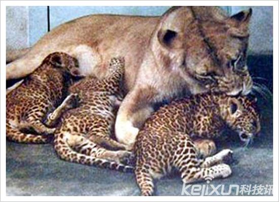 多条狗被不明生物咬死，盘点自然界十大杂交猛兽！