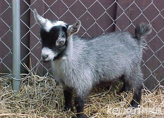 多条狗被不明生物咬死，盘点自然界十大杂交猛兽！