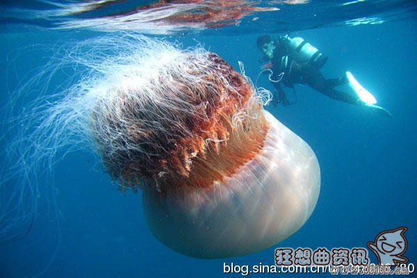 巨型水母弄沉日本渔船是真的吗?巨型水母能长多大?
