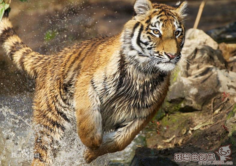 野生东北虎对比非洲狮谁厉害?老虎与狮子的祖先是一样的吗?