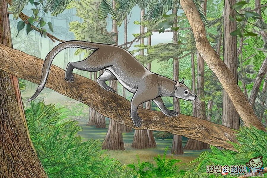 野生东北虎对比非洲狮谁厉害?老虎与狮子的祖先是一样的吗?