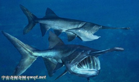 南非发现一面目狰狞的怪鱼,鹤姥鱼的资料介绍