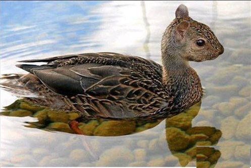 南非发现一面目狰狞的怪鱼,鹤姥鱼的资料介绍