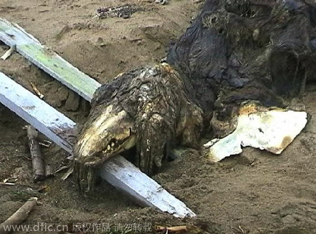 南非发现一面目狰狞的怪鱼,鹤姥鱼的资料介绍